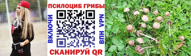 Купить закладки  Мезень  Галлюциногенные грибы Psilocybine cubensis 